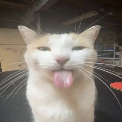 Silly Cats